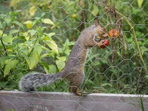 a thieving asshole